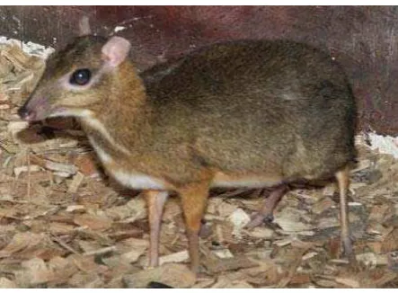 Gambar 1 : Kancil 