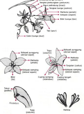 Gambar 2.2 Bagian-bagian Bunga Anggrek 