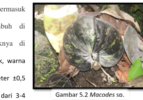 Gambar 5.2 Macodes sp. 