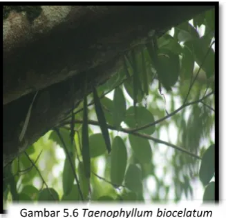 Gambar 5.5 Ceratosylis  sp. 
