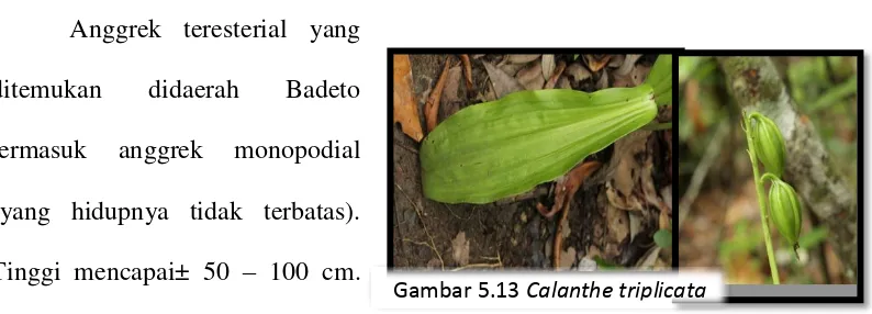 Gambar 5.13 Calanthe triplicata 