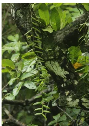 Gambar 5.14 Trichotosia pauciflora 