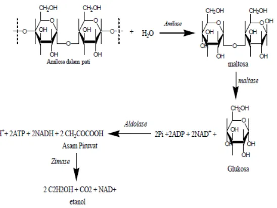 Gambar III.2.1 Reaksi fermentasi alkohol tape 