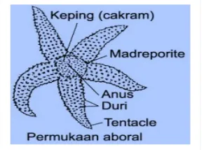 Gambar 1. Astroidea (bintang laut)