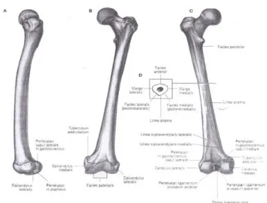 Gambar 2. Femur ; Dikutip dari: Daniel S.Wibowo Widjaya Paryana                           Anatomi Tubuh Manusia hal 126  Penerbit Graha Ilmu 