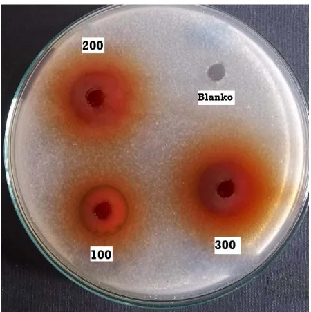 Gambar 12. Hasil Uji Aktivitas Antibakteri Ekstrak Etanol Kulit Buah Manggis Mengkal Terhadap Bakteri Salmonella typhi 