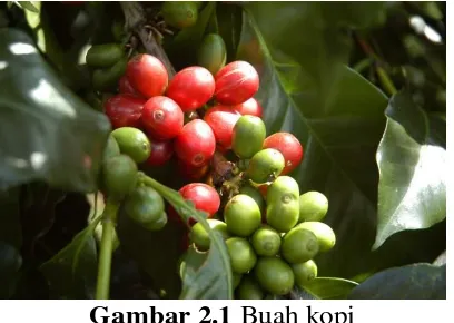 Gambar 2.1 Buah kopi 