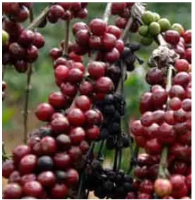 Gambar 2.2  Buah kopi robusta 