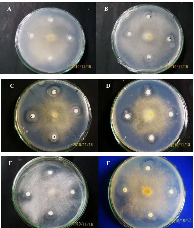 Gambar 9. Zona hambat hari ke-4 beberapa isolat bakteri kitinolitik terhadap isolat  Saprolegnia sp