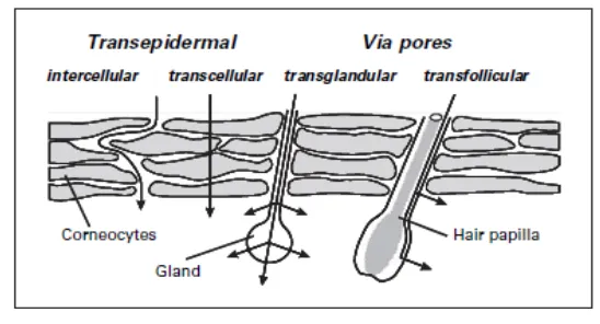Gambar 2.3 Jalur penetrasi obat melalui stratum korneum (Trommer dan Neubert, 2006)  