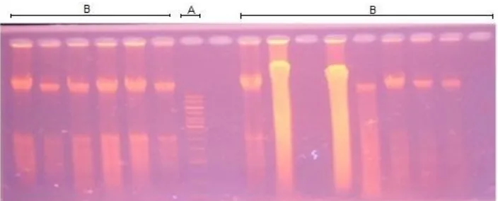 Gambar 1. Gambar 1. Elektroforesis DNA genom kopi dengan gel agarose modifikasi Doyle