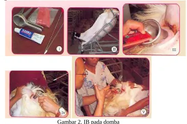 Gambar 2. IB pada domba