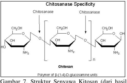Gambar 7. Struktur Senyawa Kitosan (dari hasil    deasetilasi dengan NaOH Pekat) 