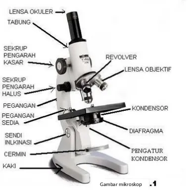Gambar mikroskop