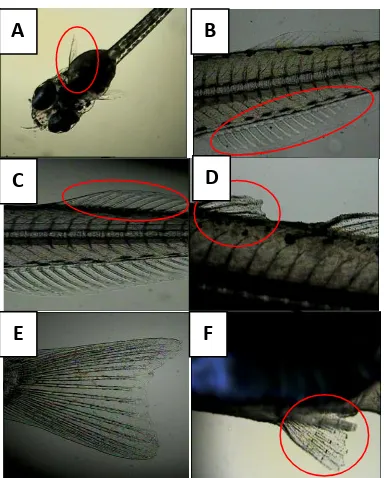 Gambar 1. Larva ikan rainbow boesemani (A) sirip dada, (B) sirip anal, (C) sirip punggung kedua, (D) sirip punggung pertama, (E) sirip ekor, (F) sirip perut 