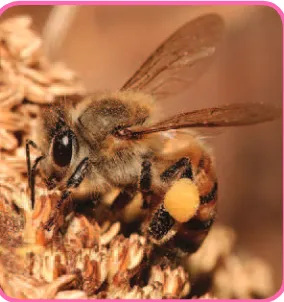     Gambar 3.4 Lebah madu.