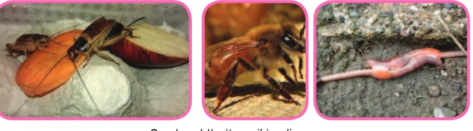 Gambar 3.5 Jangkrik, ratu lebah, dan cacing tanah. 