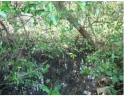 Gambar 5. Hutan mangrove di Gunung Anyar, Surabaya 