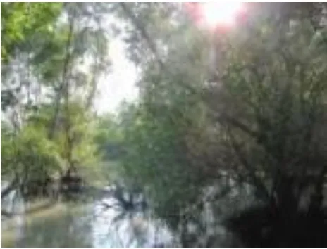 Gambar 8. Mangrove di Daerah Greges Kec. Asem Rowo 
