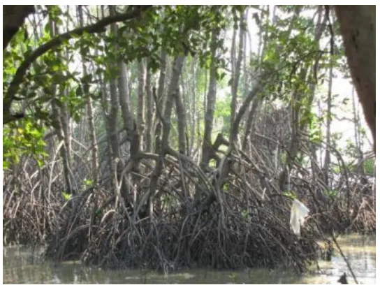 Gambar 9. Perakaran mangrove yang kuat mampu menahan gelombang air laut di Greges, 