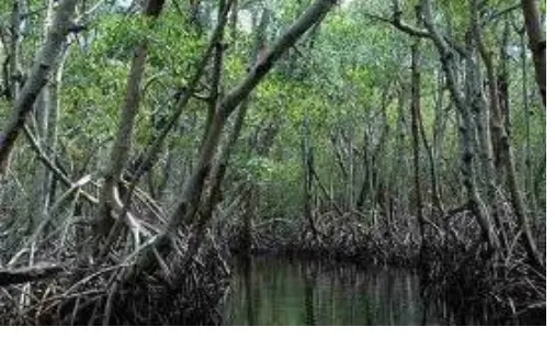 Gambar 1. Hutan mangrove  