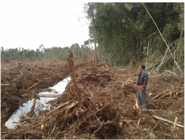 Gambar 6. Seorang warga menyaksikan hutan gambut di desa Bagan Melibur [Pulau Padang] yang telah hancur oleh operasi RAPP, Mei 2014