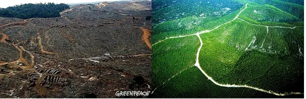 Gambar 10. (kiri) Deforestasi: Pembukaan lahan Odi Indragiri Hulu, Riau (bagian selatan Semenanjung Kampar), proses menuju pembangunan “kebun kayu”, (kanan) hasil deforestasi berubah menjadi kebun kayu.(Sumber: Yunaidi Joepoet, http://www.ranselkosong.com, kredit foto: Greenpeace)