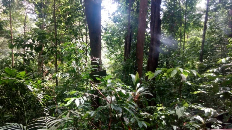 Gambar 3: Antara tumbuhan yang terdapat di kawasan Hutan Lipur Jeram Linang.