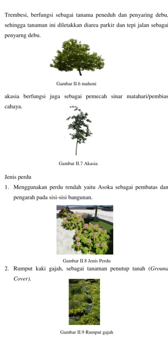 Gambar II.9 Rumput gajah 