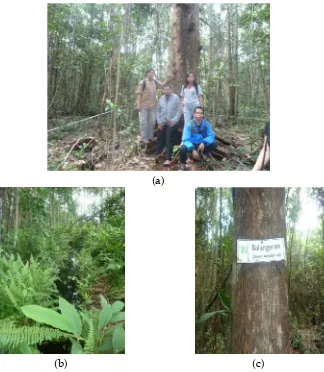 Gambar 3.Vegetasi yang terdapat di hutan gambut JP. (a) pohon tumih; (b)tumbuhan bawah yang didominasi oleh pakis; (c) pohonbelangeran.