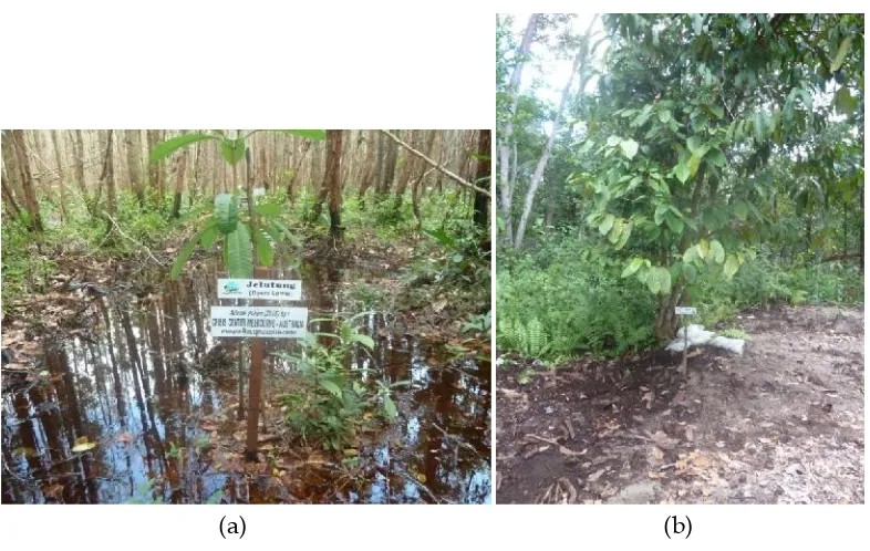 Gambar 4.Vegetasi pengayaan yang terdapat di hutan gambut JP. (a); pohon