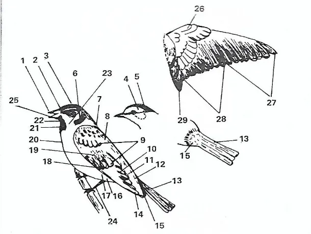 Gambar 3. Morfologi tubuh burung