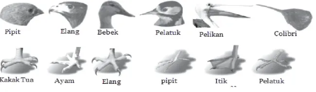 Gambar 4. Keterangan morfologi tubuh burung