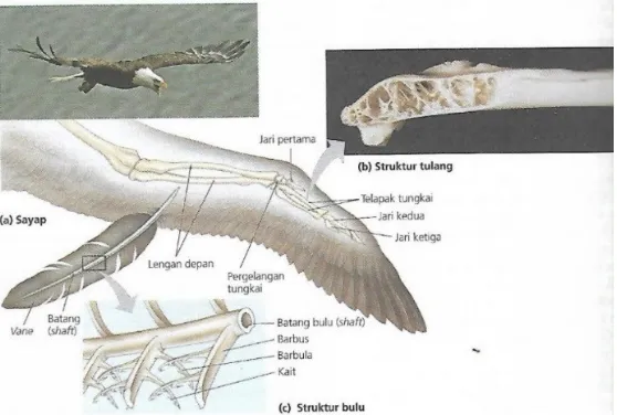 Gambar 1. Hubungan filogeni antar spesies aves
