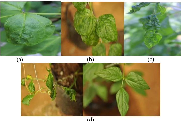 Gambar 5.1 Gejala serangan BCMV pada tanaman kacang panjang. (A) mosaik ringan; (B) mosaik sedang; (C) mosaik berat dan daun mengecil; (D) malformasi daun dan pengerdilan tanaman; (E) daun tanaman sehat (Susetio, 2014)