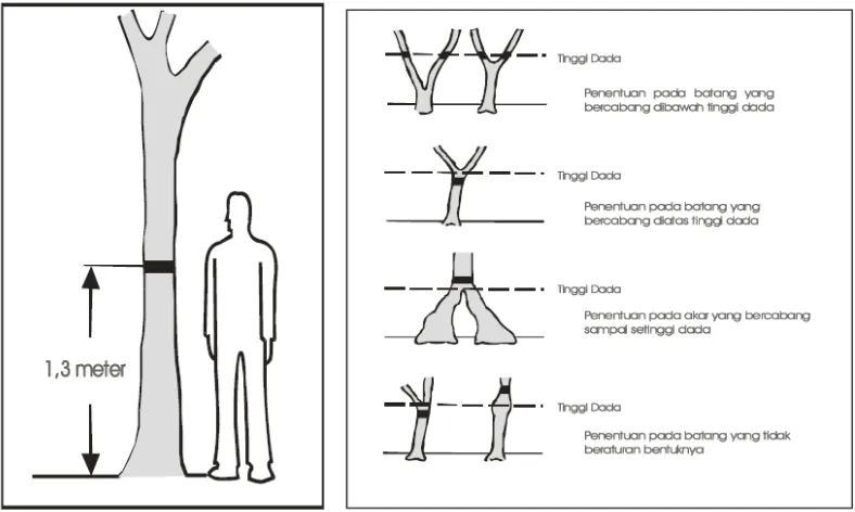 Gambar 7. Penentuan Lingkaran Batang Mangrove Setinggi Dada (Mentri 