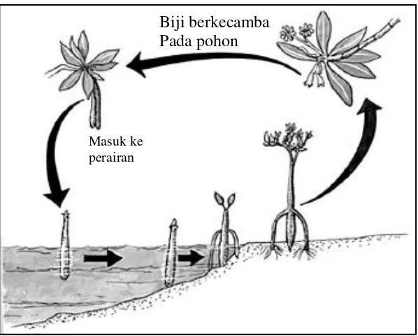 Gambar 2.  Daur Hidup Pohon Mangrove (Nybakken, 1993) 