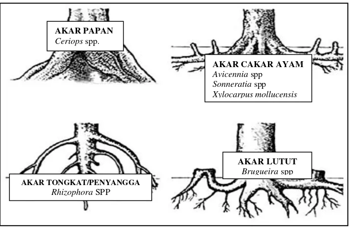 Gambar 3. Bentuk Akar Pohon Mangrove 