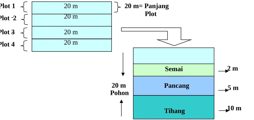 Gambar  1. Plot linear untuk pengamatan vegetasi