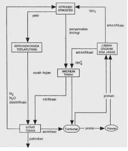 Gambar 4.1 Siklus Nitrogen 