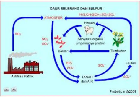 Gambar 4.5 Siklus Belerang (Sulfur) 