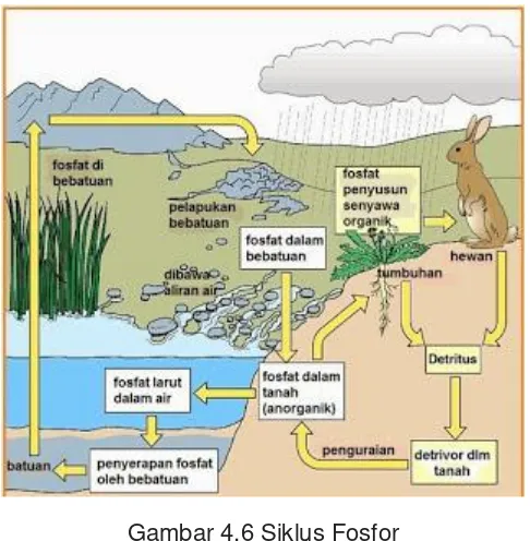 Gambar 3. Siklus Fosfor di Alam 