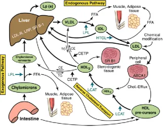 Gambar 2.1. Jalur Metabolisme Lipoprotein 