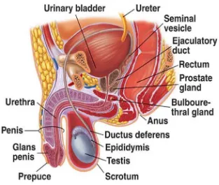 Gambar 2.1.Anatomi Sistem Reproduksi Pria ( dikutip dari Netter, 2006) 