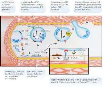 Gambar 2.3. Peran CRP pada inflamasi vaskular47 