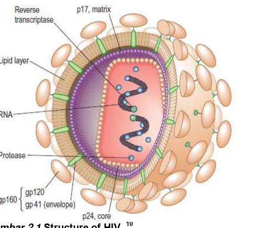 Gambar 2.1 Structure of HIV. 10 