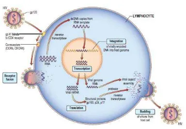 Gambar 2.2. HIV entry and replication in CD4 T lymphocytes.10 
