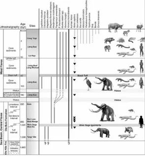 Tabel yang menunjukkan lapisan-lapisan batuan berikut umur dan jensis fosil fauna yang ditemukan di masing-masing lapisan, Cekungan Soa, Flores.