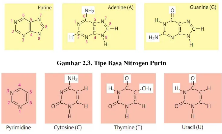 Gambar 2.3. Tipe Basa Nitrogen Purin 