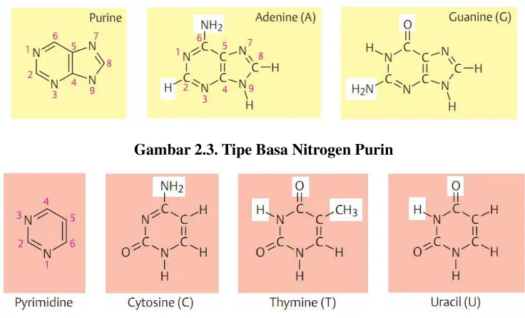 Gambar 2.3. Tipe Basa Nitrogen Purin 